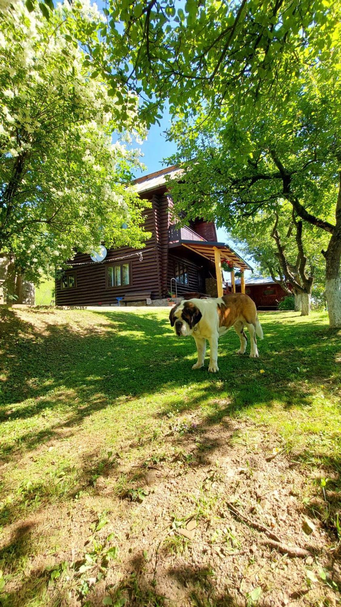 Cabana Dochita Ceahlău Exterior foto